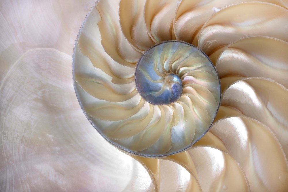 Nautilus shell